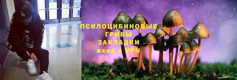 Псилоцибиновые грибы Psilocybe  Собинка 